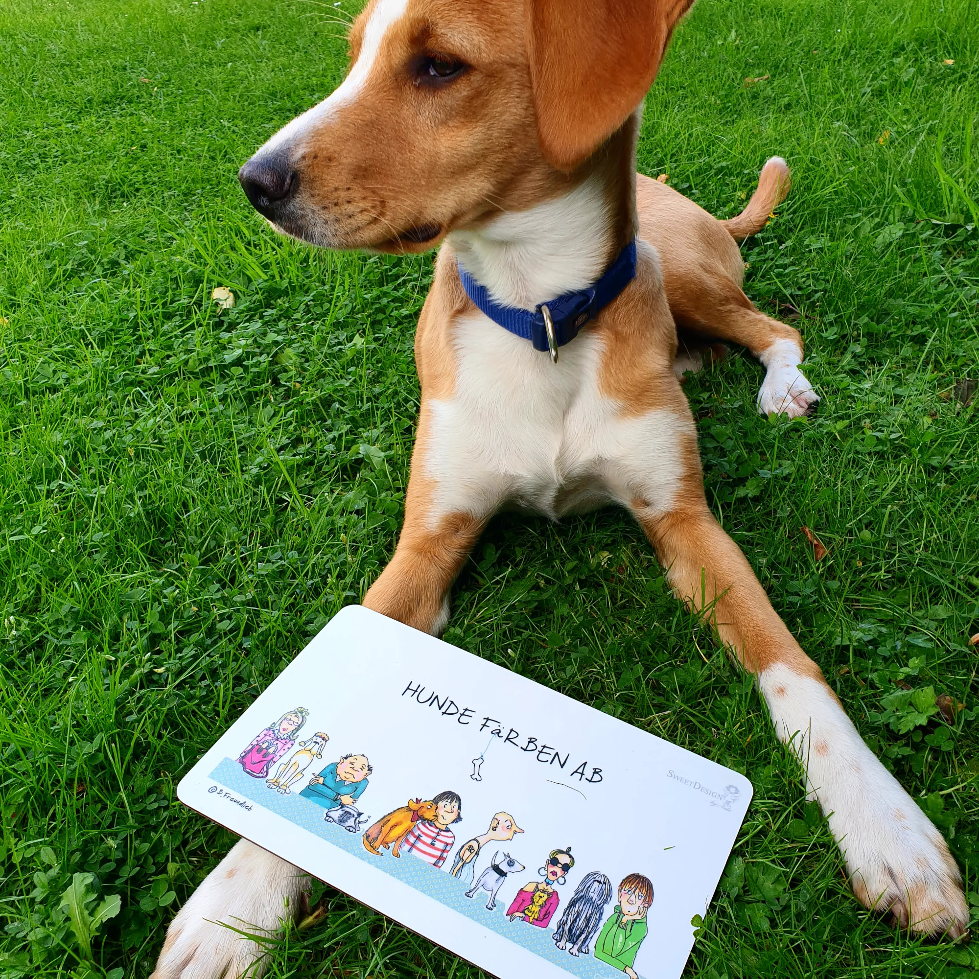 Geschenkideen für Hundefreunde